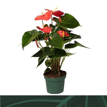 Anthurium antheqibo Solara 12cm5 fl 35cm 12cm Q396