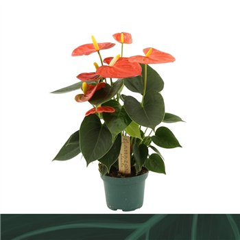 Anthurium antheqibo Solara 9cm3 fl 25cm 9cm Q397