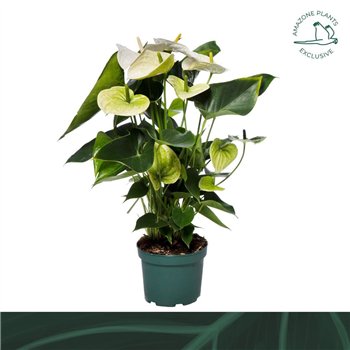 Anthurium andr  samora Samora 17cm6 fl 60cm 17cm Q403
