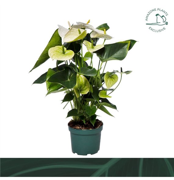 Anthurium andr  samora Samora 17cm6 fl 60cm 17cm Q403