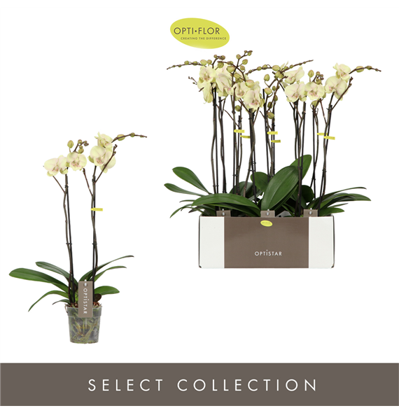 Orhideja Phalaenopsis Optistar Turner F00002892