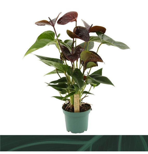 Anthurium andr  essencia Essencia 12cm5 fl 35cm 12cm Q408