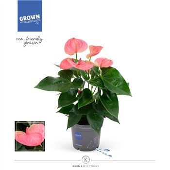 Anthurium andr  karma pink - Karma Pink | 12cm 5 fl 2 pp 45cm 12cm Q434
