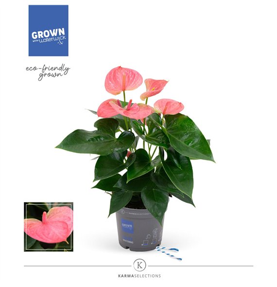 Anthurium andr  karma pink - Karma Pink | 12cm 5 fl 2 pp 45cm 12cm Q434
