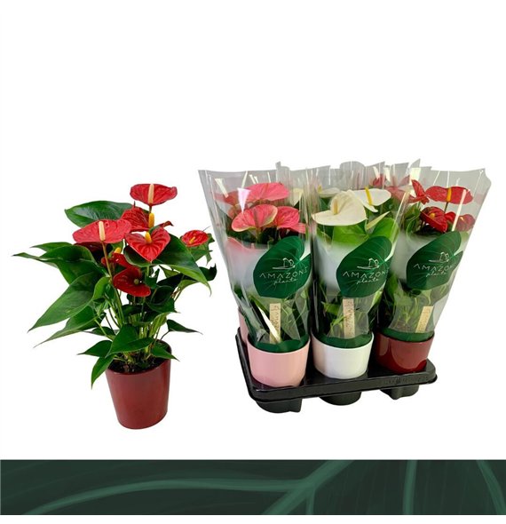 Anthurium andr  mix 3 colours Mix 12cm keramiek5 fl 40cm 12cm Q438