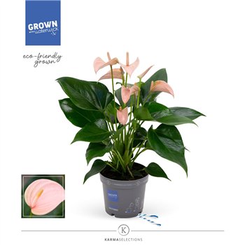 Anthurium andr  joli peach - KARMA Peach | 12cm 5 fl 2 pp 43cm 12cm Q444