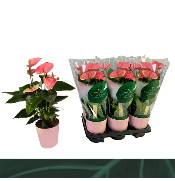 Anthurium andr  sweet dream Sweet Dream 12cm roze ceramic 5 fl 40cm 12cm Q450