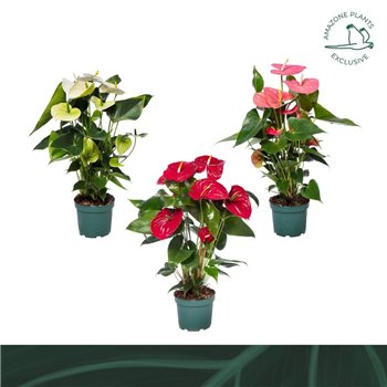 Anthurium andr  mix 4 colours 17cm kleuren6 fl 65cm 17cm Q456