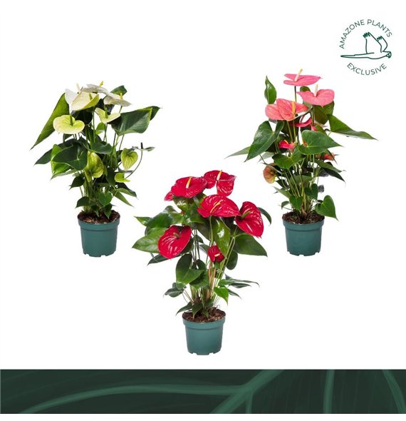 Anthurium andr  mix 4 colours 17cm kleuren6 fl 65cm 17cm Q456