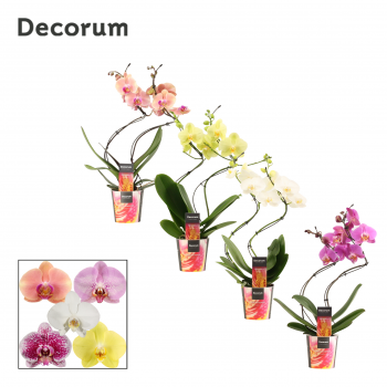 Orhideja Phalaenopsis hurricane mix F00000700