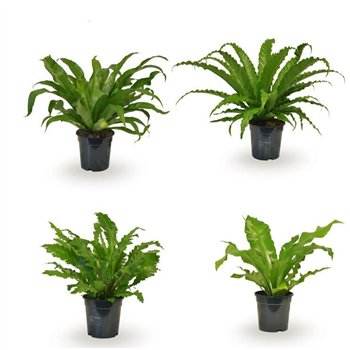 Asplenium mix mixed 45cm 17cm Q493