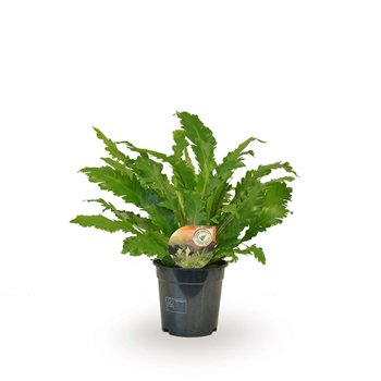 Asplenium nidus campio Campio 50cm 17cm Q495
