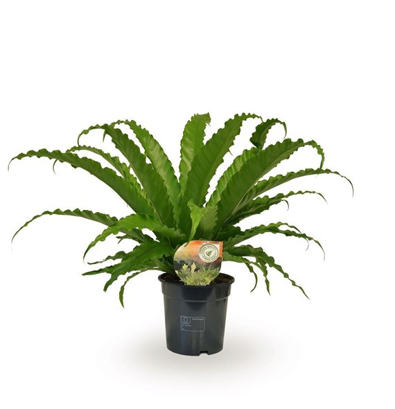 Asplenium antiquum osaka Osaka 40cm 17cm Q497