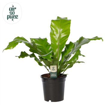 Asplenium nidus - Air So Pure 60cm 17cm Q498