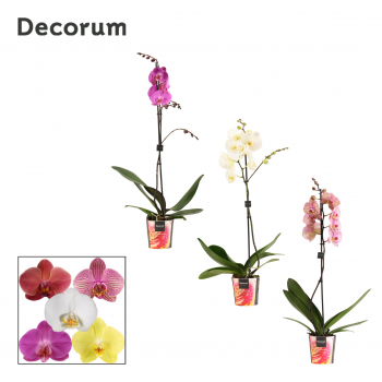 Orhideja Phalaenopsis mix F00000677