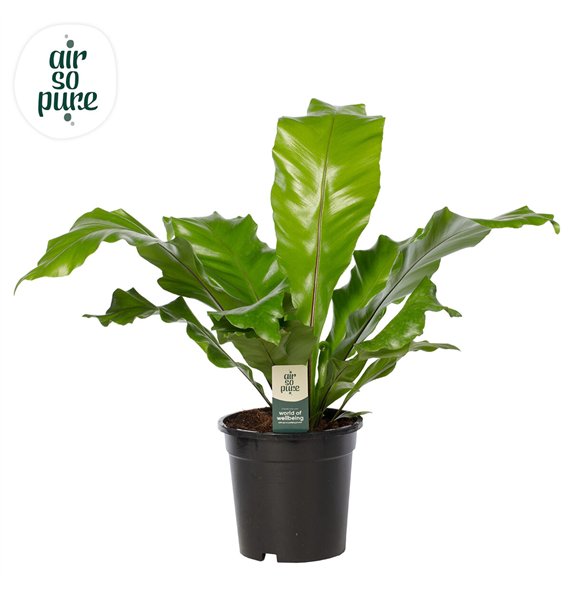 Asplenium nidus - Air So Pure 60cm 17cm Q498