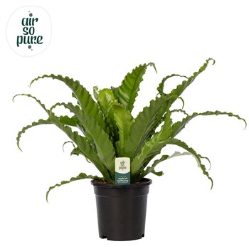 Asplenium antiquum osaka Osaka - Air So Pure 40cm 17cm Q504