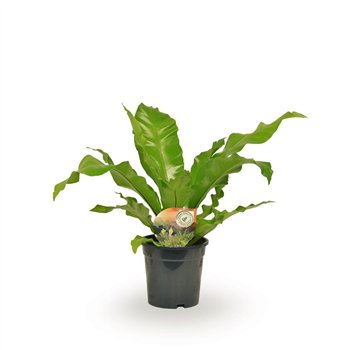 Asplenium nidus 60cm 17cm Q508