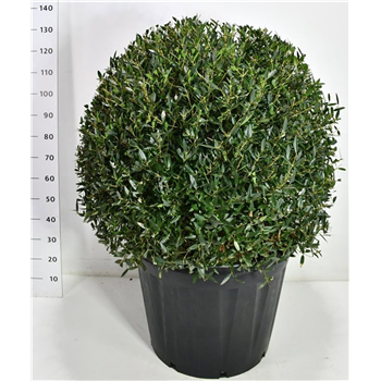 Phillyrea angustifolia F00006621