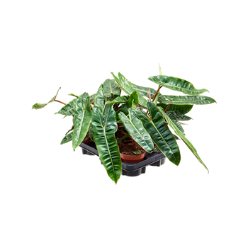 Philodendron 'Billietiae' 6/tray 4PHBIBP25