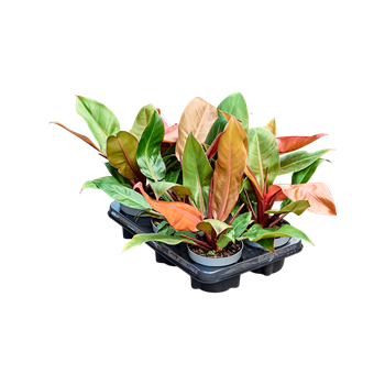 Philodendron 'Cherry Red' 6/tray F00000468
