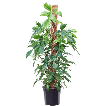 Philodendron 'Florida Beauty' 4PHFBMK80