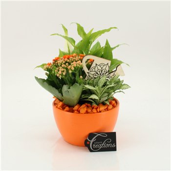 Nasad FDCR-2607OR Basic Fundamentals 3 pp 35cm 14cm Q575