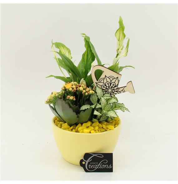 Nasad FDCR-2607G Basic Fundamentals 3 pp 35cm 14cm Q580