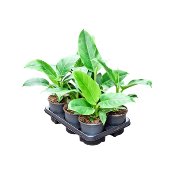 Philodendron 'Imperial Green' 6/tray 4PHIGBP12