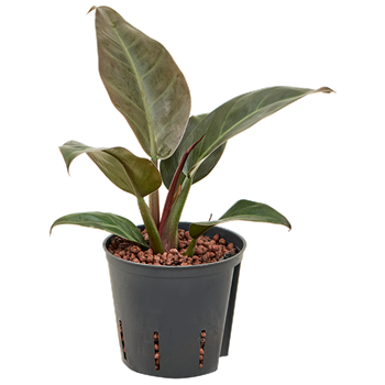 Philodendron 'Imperial Red' 2PHIRBP10