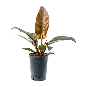 Philodendron 'Imperial Red' 1PHIRBP05