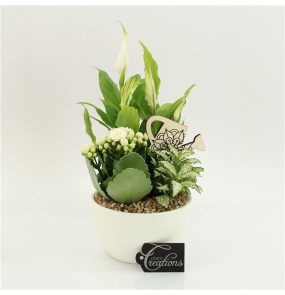 Nasad FDCR-2607W Basic Fundamentals 3 pp 35cm 14cm Q594