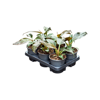 Philodendron 'Imperial Red' 6/tray 4PHIRBP13
