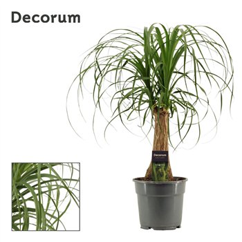 Nolina Beaucarnea recurvata straight 17cm Decorum 50cm 17cm Q768