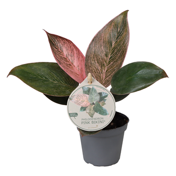 Philodendron 'Pink Bikini' F00004161