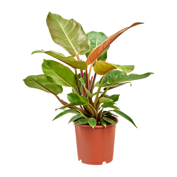 Philodendron 'Prince of Orange' 4PHPOBU17