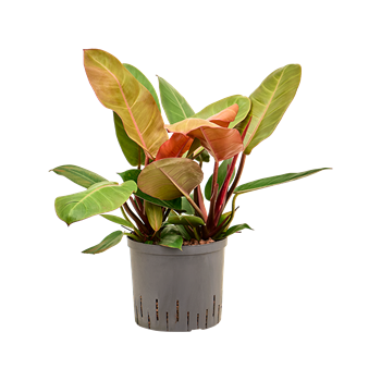 Philodendron 'Prince of Orange' 1PHPOBP22