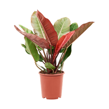 Philodendron 'Prince of Orange' 4PHPOBU75