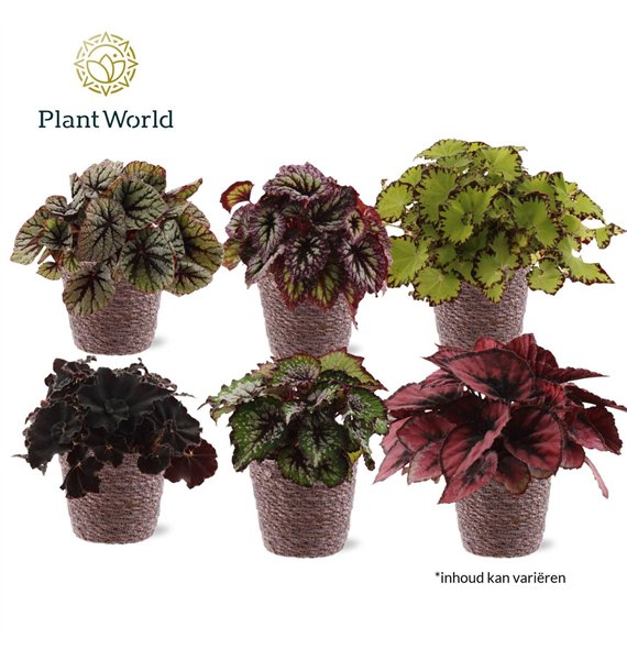 Begonija leaf rex mix Magic Colours Trendy Košara 3 pp 25cm 12cm Q824