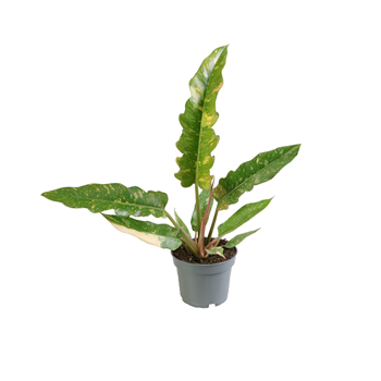 Philodendron 'Ring of Fire' 6/tray F00001052