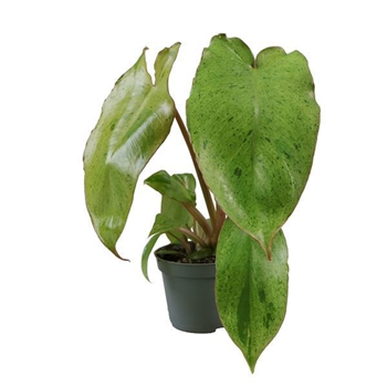 Philodendron 'Snowdrift Variegata' F00005052