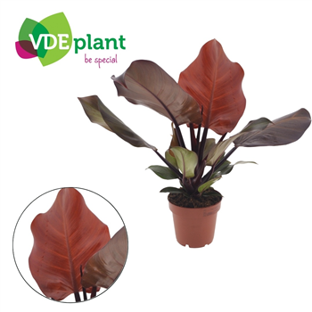 Philodendron 'Sunlight' F00004974