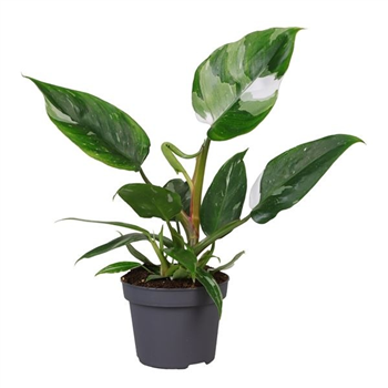 Philodendron 'White Princess' F00004989