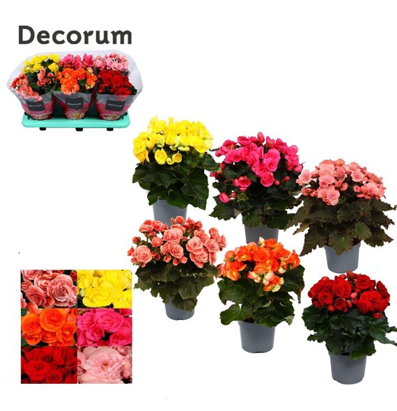 Begonija elatior du  mix 13cm in tray(5 colours) Decorum1 pp 32cm 13cm Q844