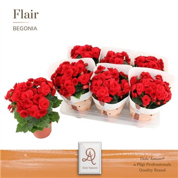 Begonija elatior du  baladin DolcAmore® Flair 31cm 14cm Q847