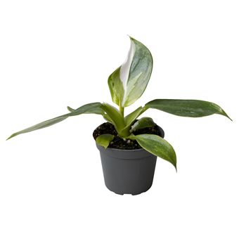 Philodendron 'White Wizard' F00004152