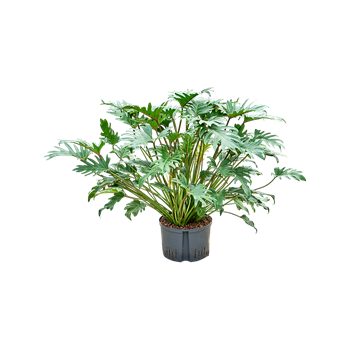 Philodendron 'Xanadu' 1PHXATU30