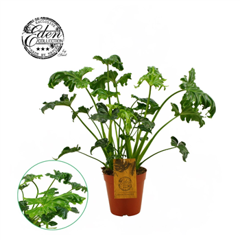 Philodendron Atlantis F00000430