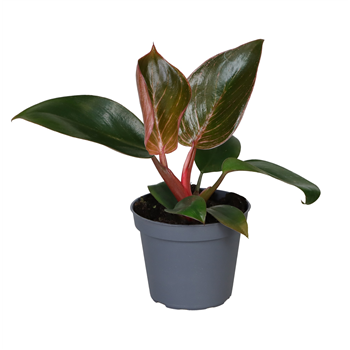 Philodendron Pink Bikini F00001276