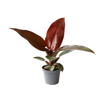 Philodendron Red Sun F00000988